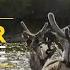 Reindeer Adventure Primal Survivor ह न द Full Episode S1 E3 National Geographic