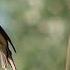 An Exuberant Marsh Warbler Acrocephalus Palustris