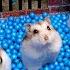 Hamster Escapes From The Prison Maze For Pets In Real Life In Hamster Stories Part 4