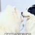 The Interesting Daily Life Of Samoyed And Border Dogs Dogs Funny Cute Animals Pets Samoyed