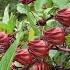 The Ruby Of The Plant Kingdom The Fabulous And Beautiful Name The Red And Sweet Luoshen Flower An