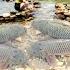 Full Video Of 15 Days Of Making Fish Traps Using The Ancient Method Ana Caught A Lot Of Big Fish