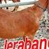 EDISI KAMBING JAWA RANDU JERABANG UKURAN SEDANG