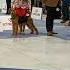 NICOLLE VON KONIGS TERRY Clasa Juniori Eurodog Show 2021