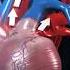 How Does Human Circulatory System Work 3D Animation In English