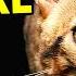 Must Watch BEFORE Getting A BENGAL CAT Bengal Cat 101