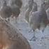 Стая Куропаток сносит Зайца с дороги A Flock Of Grey Partridges Blows The Hare Out Of The Way