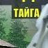 ТУПИК ЗЛОЙ ДУХ ТАЙГИ МИСТИКА ПОПАДАНЦЫ 2 СТРАШИЛКИ ФАНТАСТИКА ДОМ в ЛЕСУ ИСТОРИИ из ЖИЗНИ СЕРИАЛ 19