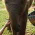 Thailand S ELEPHANT SANCTUARY Chiang Mai 2019