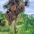 Road Construction Excavator Clears Roadside Palm Trees