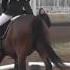 035D Sandy Boling On Caharron V E Preliminary Rider Dressage Fresno County Horse Park April 2014