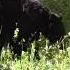 Black Bear In Cooke City Montana