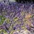 Sounds Of Cicadas In Sunny Provence 10 Hours Relax Study