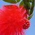 Beautiful Red Flower Shorts View Scenery Red Flower