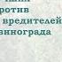 Калипсо современное эффективное средство против основных вредителей яблони и винограда Обзор