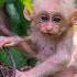 8 Hours Of Relaxing Rainforest Sounds Monkeys Birds Rain Complete Relaxation Deep Sleep