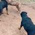 Rottweiler Stops Presa Canario From Being Too Aggressive