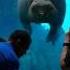 Funny Walrus At Seaworld Spitting His Food Out