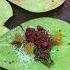 Suhagraat Special पल गत ड प न Of Lucknow Indianstreetfood India Shorts Paan Lucknow Food