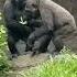 Tender Moment Between Gorilla Siblings