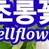 우리나라 특산품 전통 야생화 초롱을 닮은 초롱꽃 Korean Bellflower