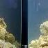 Cycling A Reef Tank With Dry Rock And Want To Do It Right Top 23 Reasons It May FAIL