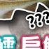 中字 硬鱈 軟鱈 扁鱈皆非鱈魚 鱈魚戰爭令鱈魚改變世界 蕭若元 書房閒話 2022 05 21