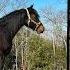 Racking Horse Gelding For Sale