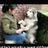 Granny S Sweet Malamute A Heartwarming Tale Of Love And Loss Dogslife Doglover