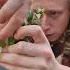 Styling A Ficus Benjamina Bonsai