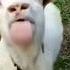 KAMBING LUCU Cute Goat Kambing