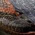 Forrest Galante On The Myth Of Giant Anaconda S In The Amazon