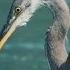 Herons Have A Secret Weapon For Catching Fish The Deathblow National Geographic