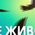 Николай Дроздов в Московском зоопарке Передача В мире животных 1980 год