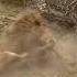 Lion Attacks Hyena Just SIX FEET Away From Tourists Dogtooth Media