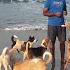 We Found Dog Temple Near Arambol Beach Goa Shashimourya