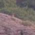 Cachorros De Lobo Sobre Roca Caliza Young Wolves On Limestone Rock