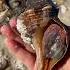 Gorgeous Horse Conch With PERIOSTRACUM Alive Safely Returned To The Ocean Shelling Nature