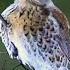 Дрозд рябинник Зима Fieldfare Winter