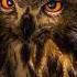 Owl Vision How Do Owls See In The Dark