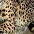 Cheetah Senses How They See Hear And Smell Their Way To Survival Cheetah Smell Cheetah Hearing