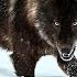 Hunters Take Revenge On Ferocious Wolves After They Attack Livestock