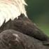 House Passes Bill To Make The Bald Eagle The Official U S Bird