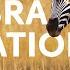 One Zebra S Battle For Survival During The Great Migration Punda The Zebra Documentary