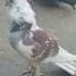 Maidan Me Ura Sher Bhukhe Sher Se Bhi Khatarnak Hai Kabootar Pigeon Bird