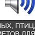 Звуки животных птиц насекомых природы города в картинках для детей по методике Домана