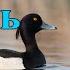 Хохлатая чернеть Tufted Duck