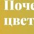 Почему не цветут розы 7 возможных причин