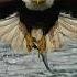 Must SEE Extreme Close Up Off A Bald Eagle Snatching A Fish From A Whirlpool Eagle Bird