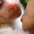 Monkey Primates Nice Libby Love Sweet Care Her Baby So Much Good Action Monkeys Lovely Monkey